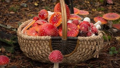 Photo of Где купить мухоморы в Новосибирске