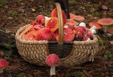 Photo of Где купить мухоморы в Новосибирске